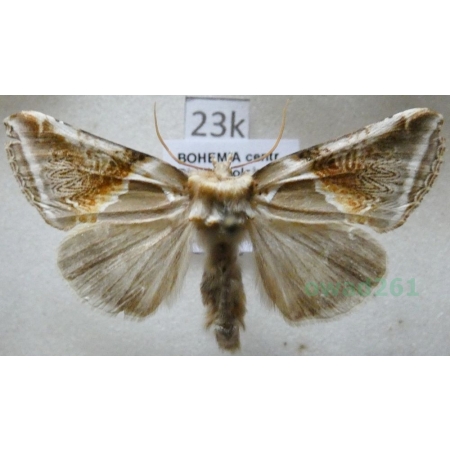 Habrosyne pyritoides (Hufnagel, 1766) Pluszówka agatka Czech23k